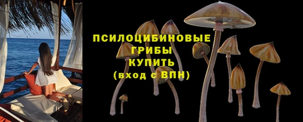 прущие грибы Михайловск