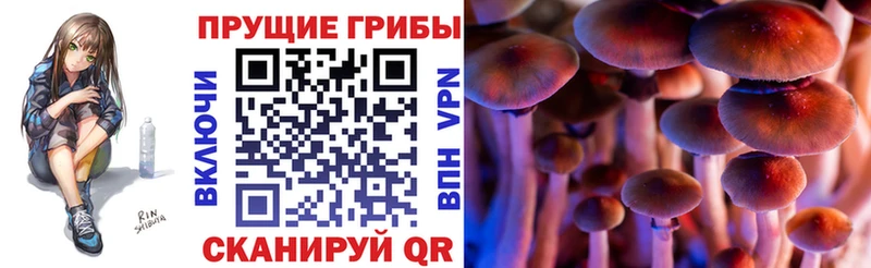Купить закладки  Тайшет  Псилоцибиновые грибы мицелий 